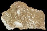 Ordovician Bryozoans (Chasmatopora) Plate - Estonia #98031-2